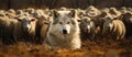 Wolf in a flock of sheep with wool clothing. Wolf pretending to be a sheep concept Royalty Free Stock Photo