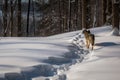 wolf following its tracks through thick snow, with view of forest in the background