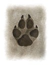 Wolf footprint