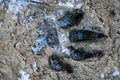Wolf footprint on the forest: wild photograpy of the paw print of a wolf