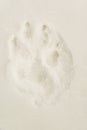 Wolf footprint snow