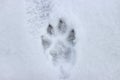 Wolf footprint in the snow