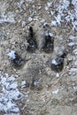 Wolf footprint on the forest: wild photograpy of the paw print of a wolf