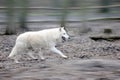 Wolf in forest