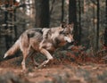 Wolf in the forest, motion photo, blurry background, wildlife, hunting Royalty Free Stock Photo