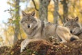 Wolf in the forest of Narvik, Norway Royalty Free Stock Photo