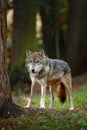 Wolf in the forest with trees. Gray wolf, Canis lupus, in the orange leaves. Two wolfs in the autumn orange forest. Animal in the