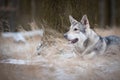 Wolf in forrest in winter Royalty Free Stock Photo
