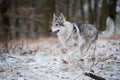 Wolf in forrest in winter Royalty Free Stock Photo