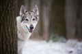 Wolf in forrest in winter Royalty Free Stock Photo