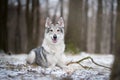 Wolf in forrest in winter Royalty Free Stock Photo