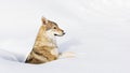 Wolf in fresh snow Royalty Free Stock Photo