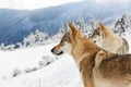 Wolf in fresh snow Royalty Free Stock Photo