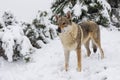 Wolf in fresh snow Royalty Free Stock Photo