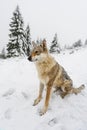 Wolf in fresh snow Royalty Free Stock Photo