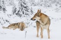 Wolf in fresh snow Royalty Free Stock Photo