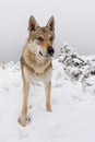 Wolf in fresh snow Royalty Free Stock Photo