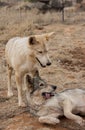 Wolf friends smiling and playing