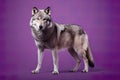 Wolf full body, studio shoot concept on purple background Royalty Free Stock Photo