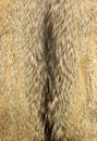 Wolf fur Royalty Free Stock Photo