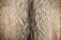 Wolf fur Royalty Free Stock Photo