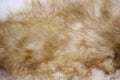 Wolf fur Royalty Free Stock Photo