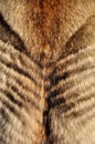 Wolf fur Royalty Free Stock Photo