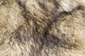 Wolf fur texture Royalty Free Stock Photo