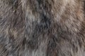 Wolf fur texture natural Royalty Free Stock Photo