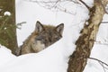 Gray wolf in winter Royalty Free Stock Photo