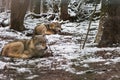 Wolf in the great outdoors Royalty Free Stock Photo