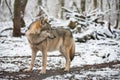 Wolf in the great outdoors