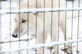 Wolf in the great outdoors Royalty Free Stock Photo