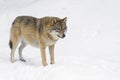 Gray wolf in winter Royalty Free Stock Photo