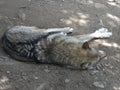 Wolf laying in the sand sleeping