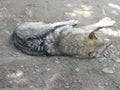 Wolf laying in the sand sleeping