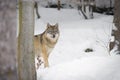 Gray wolf in winter Royalty Free Stock Photo