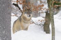 Gray wolf in winter Royalty Free Stock Photo