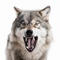 Wolf growls, gets angry, bares big teeth, wolf head close-up isolated on white background, Royalty Free Stock Photo