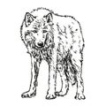 wolf - hand drawn black and white vector illustration on white background Royalty Free Stock Photo