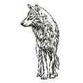 wolf - hand drawn black and white vector illustration on white background Royalty Free Stock Photo
