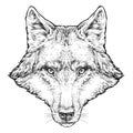 Wolf hand drawn vector illustration. Isolated on white Royalty Free Stock Photo