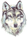 Wolf head profile