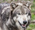 Wolf Head Shot Royalty Free Stock Photo