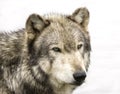 Wolf Head Shot Royalty Free Stock Photo
