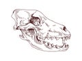 Wolf head skull. Dogs skeleton profile. Detailed anatomy drawing of hounds face bone with teeth, fangs. Outlined sketch