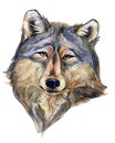 Wolf head Royalty Free Stock Photo
