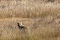 Wolf hidden in the grass at Yellowstone national park. USA Royalty Free Stock Photo