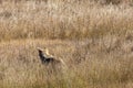 Wolf hidden in the grass at Yellowstone national park. USA