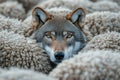 Wolf hiding among a flock of sheep, creating a powerful image of danger and deception Royalty Free Stock Photo